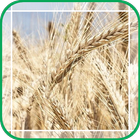 The Mature Wheat Field Zeichen