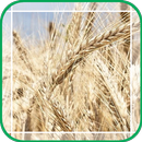 The Mature Wheat Field APK