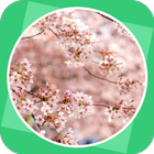 The Pink Plum Blossom أيقونة