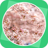 The Pink Plum Blossom icon