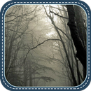 The Secret Forest aplikacja