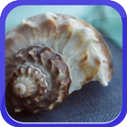 A Lower Fat and Big Conch icon