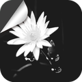 White Lotus