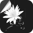 White Lotus icône