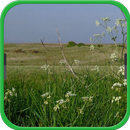 A Field Grown with Wild Plants aplikacja