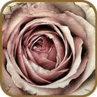 Withered Roses Theme آئیکن