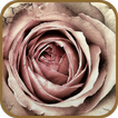 Withered Roses Theme