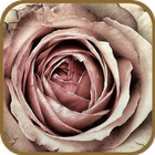 Withered Roses Theme icône