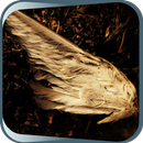 Yellow Wings APK