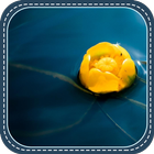 Yellow Flower icon