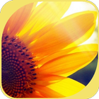 Yellow Sunflower 图标