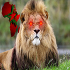Lions d'Atlas  Led Flashlight icône