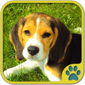 Richtiges Hundetraining