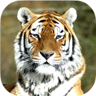 Tiger live wallpaper HD 图标