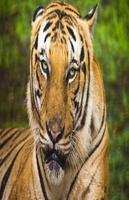 Tiger live wallpaper HD 截图 3