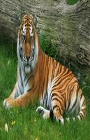 Tiger live wallpaper HD 截图 2