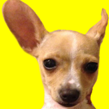 Fifi - The Friendly Chihuahua!