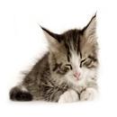 Jom Conteng Gambar APK