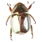 InsBug icône