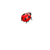 Kill bugs APK