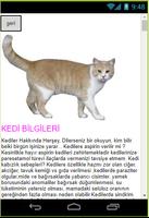 Kedilerin Hayatı screenshot 1