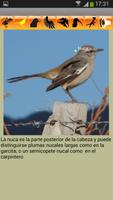 Aves del Neuquén (Argentina) capture d'écran 3