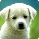 Baby Animals-APK