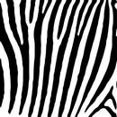 Zebra Find APK