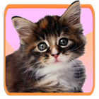 Kitty Cat Soundboard icon