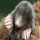 Mole Mash (Mr Stuttard Test)-APK