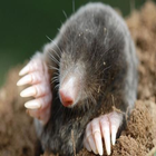 Mole Mash (Mr Stuttard Test) biểu tượng