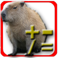 Capibara calcolatrice