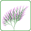 Math Art: Trees APK
