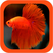 Siamese Fighting Fish Guide