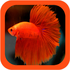 Siamese Fighting Fish Guide آئیکن