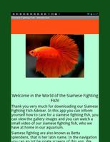 Siamese Fighting Fish Guide Plakat