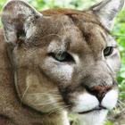 Cougar Roar-icoon