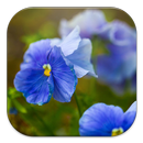 Plantas APK