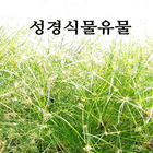 성경식물유물 아이콘