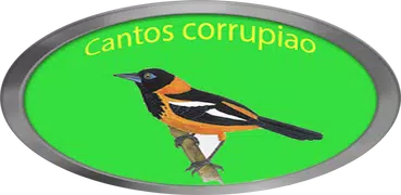Cantos de corrupião LITE