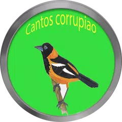 Cantos de corrupião LITE APK download