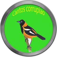 Cantos de corrupião APK download