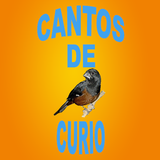 Cantos De Curió ไอคอน