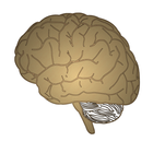 Neurology- Stroke localization icône