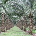 Oil Palm Land Valuation Zeichen