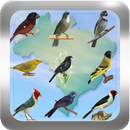 Canto de Pássaros Brasileiros aplikacja