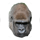 Harambe's Adventure icon