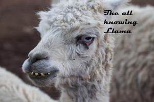 The All Knowing Llama Affiche