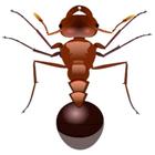 Smashhhh The Ant icon