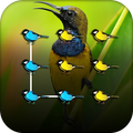 AppLock Theme Bird